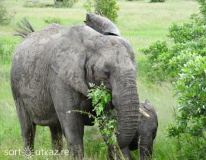 Kruger Park - Eléphant 1