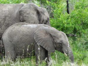 Kruger Park - Eléphant 2