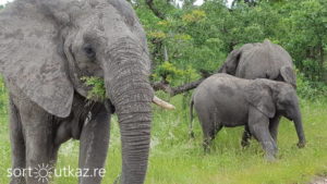 Kruger Park - Eléphant 3