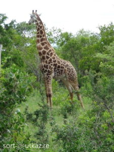 Kruger Park - Girafe