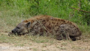 Kruger Park - Hyène