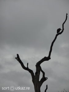 Kruger Park - Oiseau