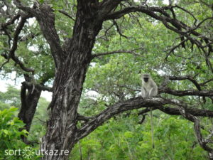 Kruger Park - Singe