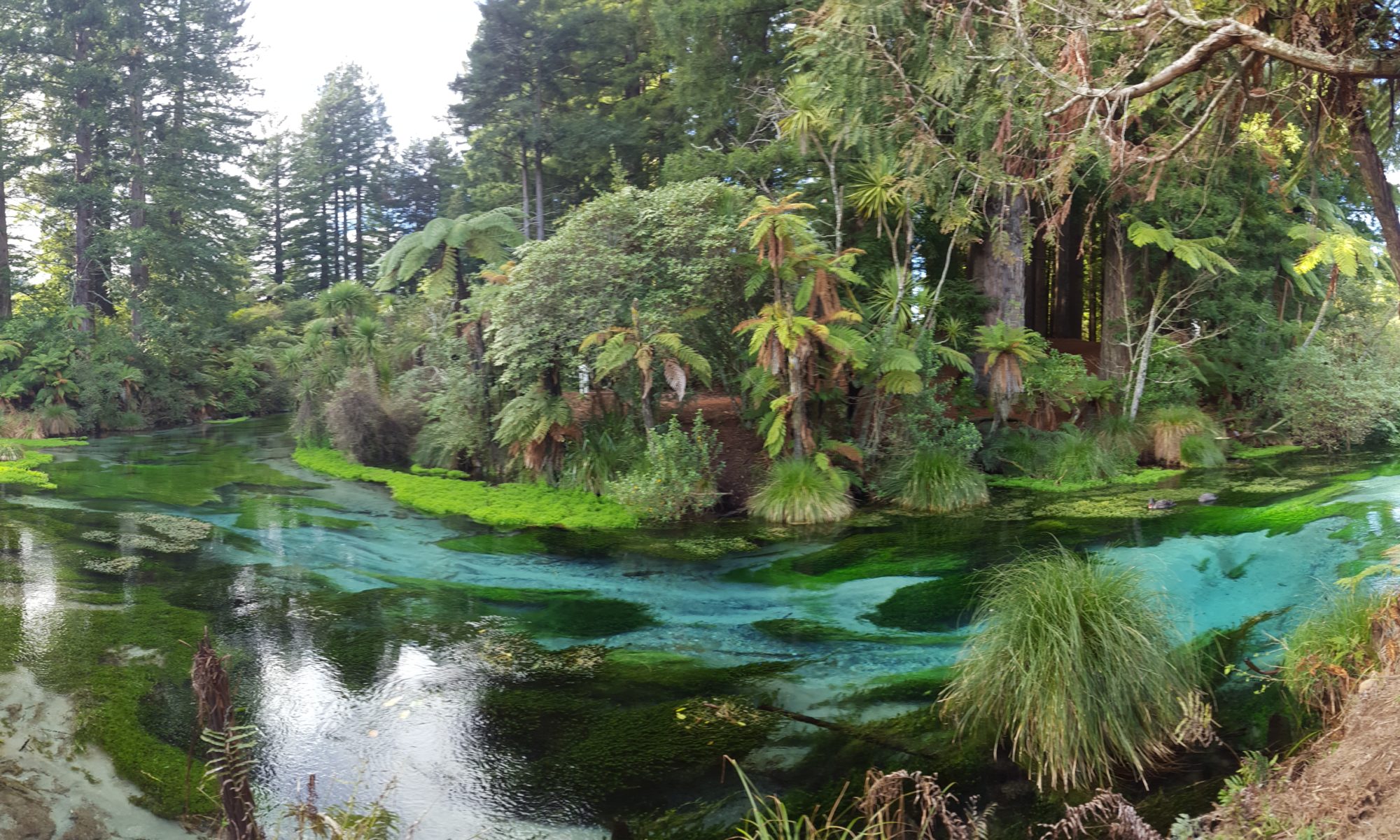 Hamurana Srings - Rotorua 2