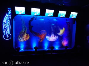 Ripley's Aquarium - Espace méduse 1