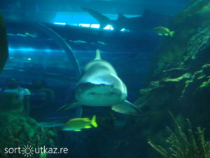 Ripley's Aquarium - Espace requin 2