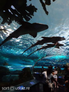 Ripley's Aquarium - Espace requin 1